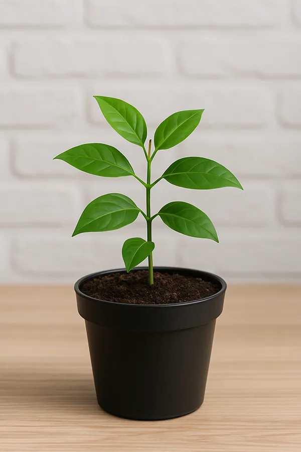 Marketing e-commerce - plantas de jardim